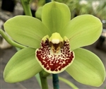 Cymbidium Wendy's Emerald