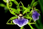 Zygopetalum Mathina Meadows