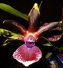 Zygopetalum Big Red One