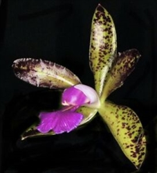 Cattleya Fabulous Cheetah (aclandiae x schofieldiana)