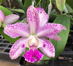 Cattleya Sunspots x C. Caudebec