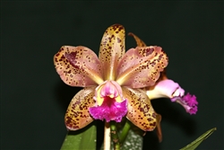 Blc. Sunspots x Blc. Durigan 'Exotic Orchids'