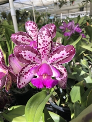 Blc. Akimi Hanada 'Brazil 12'