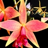 Cattleya Brazilian Fire x Bc. Richard Mueller