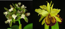 Cattleya Chamberiana (4N) (dowiana x leopoldii)