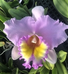 Blc. Exotic's Summer Cloud 'Pink Giant'
