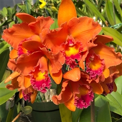 Rth. Gail K. Manmoto 'Kira'