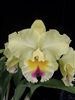 Awarded Collector Orchid - Blc. Goldenzelle 'Lemon Chiffon' AM/AOS, 6" Pot