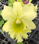 Blc. Haiku Glow 'Pauwela' x Bill Blietz 'Exotic Orchids'
