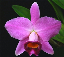 Blc. Haleakala Sunrise x L. praestans