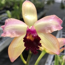 Cattleya Maui Elf (briegeri x Carmencita)