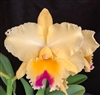 Rlc. Number One 'Golden Joy'