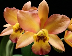 Cattleya Orchidglade 'Orange Sherbet'