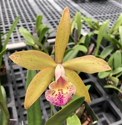 Bl. Richard Mueller x Blc. Sun Spots