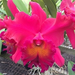 Blc. Taeko Tamaki 'Volcano Empress'