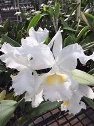 Cattleya lueddemanniana var. alba x L. flava 'Extra Special'