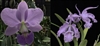 Cattleya walkeriana 'Blue Moon' x maxima v. coerulea 'Blue Sky'