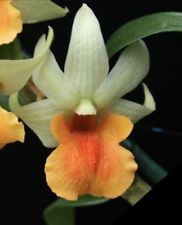 Dendrobium Exotic Dawn 'Sweet Surprise'