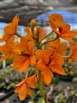 Epidendrum (Pacific Classic x Pacific Treat) 'Orange Glory'