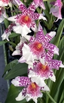 Beallara Big Shot 'Pink Leopard'