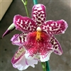 Beallara Big Shot 'Pink Panther'