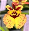 Tolumnia Jairak Firm 'Yellow' x William Thurston 'Rainbow'