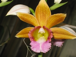 Phaius Dan Rosenberg 'Tropical Ice'