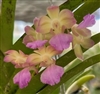 Rhynchorides Chiengmai (Aerides houlletiana x Rhynchostylis coelestis v. alba)