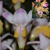 Aerides quinquevulnera x houlletiana