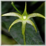 Angraecum calceolus