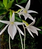 Angraecum compactum