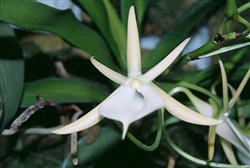 Angraecum praestans