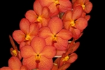 Ascocentrum Fuchs Sunglow orange