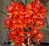 Ascocentrum ampullaceum v. orange