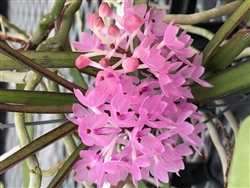 Ascocentrum Tangerine Blush (christensonianum x aurantiaca)