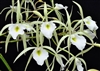 Brassavola flagellaris