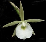 Brassavola gardneri