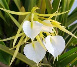 Brassavola harrisii