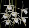 Brassavola perrinii, XL/Full Plants!