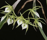 Brassavola subulifolia