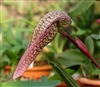 Bulbophyllum arfakianum