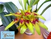 Bulbophyllum graveolens, 4" size, or 5" blooming size