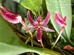 Bulbophyllum patens