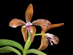 Cattleya porphyroglossa