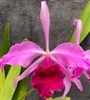 Cattleya Callistoglossa