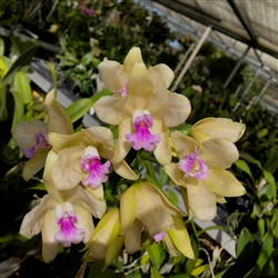 Cattleya amethystoglossa 'Light Yellow'