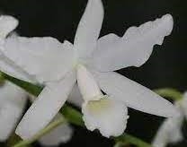 Cattleya bowringiana v. alba 'Snow Summit'