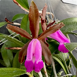 Cattleya dormaniana