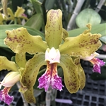 Cattleya granulosa