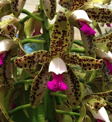 Cattleya guttata 'Brecko-Leopard' AM/AOS